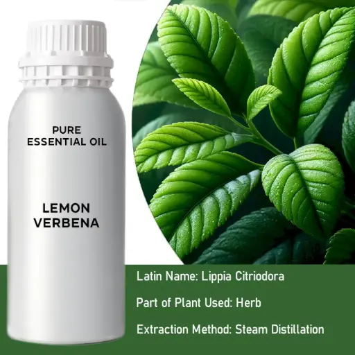 Lemon Verbena Bulk Essential Oil, 1 litre