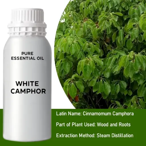 Camphor Bulk Essential Oil, 1 litre