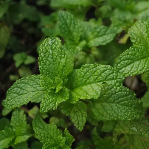 Peppermint Fragrance Oil, 10ml