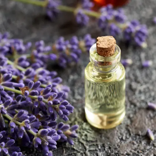 Lavender Fragrance Oil, 10ml